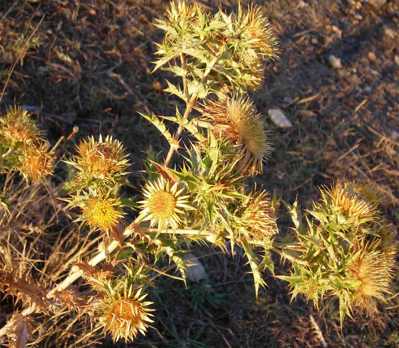 Carlina corymbosa e Carlina sicula a confronto